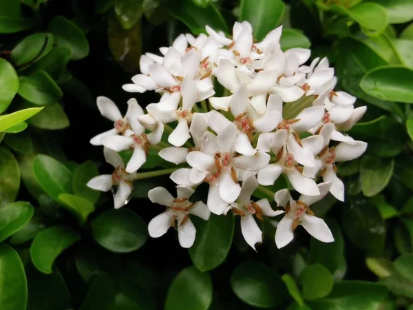 Ixora Chinensis Arbusto Tropical Siempreverde Familia Rubiaceae Nativo Del Sur —  Fotos de Stock