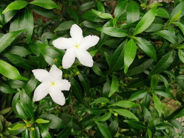 Pinwheel Flower Est Arbuste Rond Sempervirent Avec Grandes Feuilles Vert — Photo