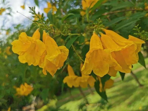 Tecoma Stans Yellow Trumpet Flower Redirige Ici Pour Trompette Jaune — Photo