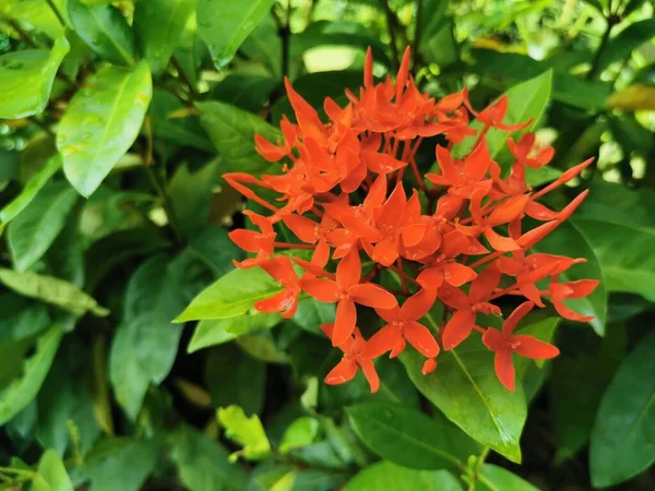 Xora Chinensis Nombre Científico Ixora Chinensis Arbusto Tropical Siempreverde Familia — Foto de Stock