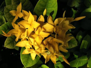 Ixora chinensis ya da bilinen adıyla Çin ixora, Güney Çin 'den Malezya' ya kadar uzanan Rubiaceae familyasına ait tropikal yeşil bir çalılıktır. 