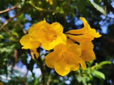 Handroanthus albus, Brezilya 'nın Arjantin, Paraguay, Bolivya ve Cerrado (tropikal savanalar) kentlerine özgü sarı çiçekli bir ağaçtır. 