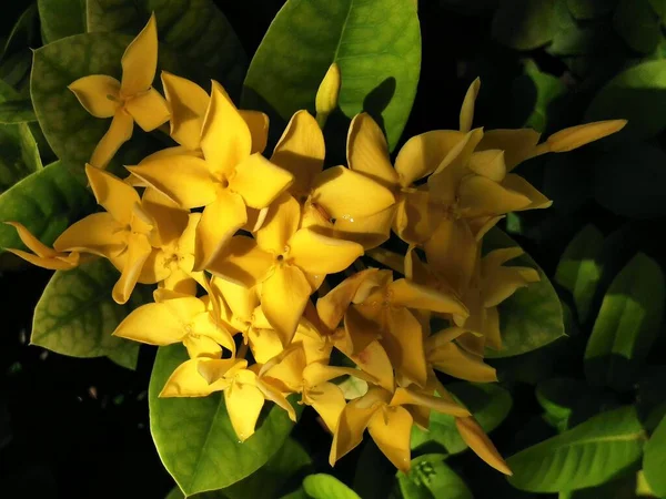 Ixora Chinensis Arbusto Tropical Perene Família Rubiaceae Nativo Sul China — Fotografia de Stock