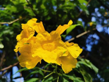 Handroanthus albusu, Arjantin, Paraguay, Bolivya ve Brezilya 'nın Cerrado bölgesinde yetişen sarı çiçekli bir ağaçtır. Bu ağaç Brezilya Federal Bölgesi' nde bulunur.