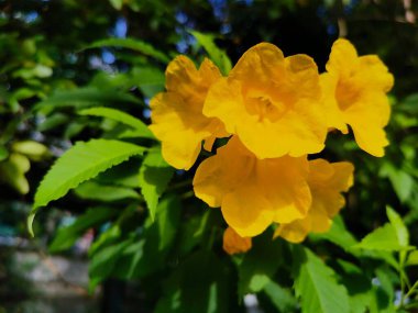 Handroanthus albus, Brezilya 'nın Arjantin, Paraguay, Bolivya ve Cerrado (tropikal savanalar) kentlerine özgü sarı çiçekli bir ağaçtır.