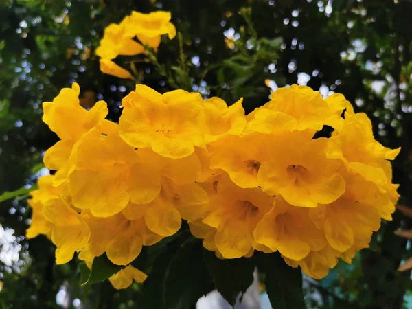Handroanthus 아르헨티나 파라과이 볼리비아와 브라질의 Cerado 사바나 태어난 노란색 꽃이있는 — 스톡 사진