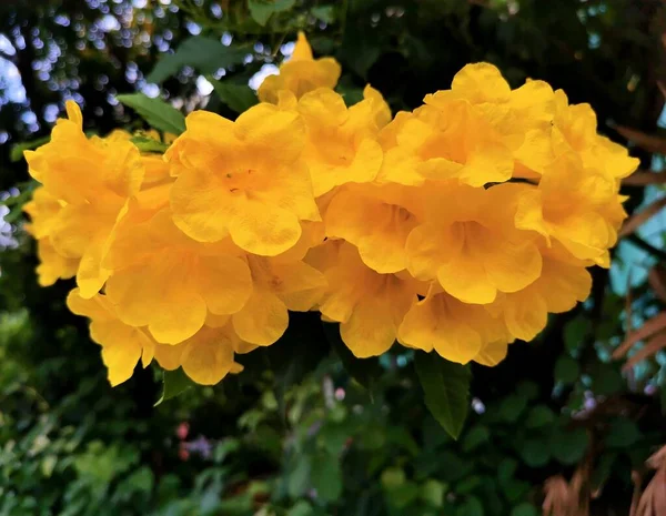 Handroanthus Albus Trombeta Dourada Uma Árvore Com Flores Amarelas Nativas — Fotografia de Stock