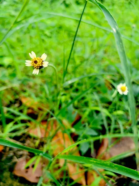 菊科植物 Tridax Procumbens 通常被称为椰子菊 Coatbuttons 或菊花 Tridax Daisy 是菊科的一种开花植物 它最有名的是一种广泛的杂草和害虫植物 — 图库照片