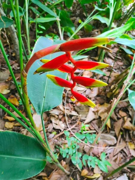 Heliconia rostrata (Hanging Lobster Claw),Tropical flowers never fail to astound and amaze with their forms and colors. Lobster claw plant (Heliconia rostrata) is no exception, with large, brightly