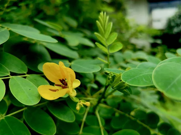 Senna Obtusifolia Conocida Por Los Nombres Comunes Senna Chino Sicklepod —  Fotos de Stock