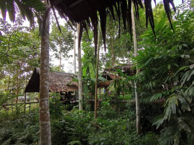 Sebzeli mantar evi, evde istiridye mantarı yetiştirmenin özelliklerinden bahsediyoruz. Sichon, Nakhon Si Thammarat