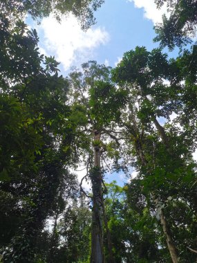Karome Waterfall, dağdaki güzel şelale mavi gökyüzü ve beyaz kümülüs bulutları. Tropikal yeşil ağaç ormanında şelale. Şelale ormanda akıyor. Khao Luang Milli Parkı 'nda doğal sesler ve doğal güzelliklerle bir yürüyüş. 