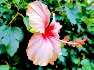 Hibiscus, Malvaceae familyasından bir bitki cinsidir. Dünya çapında ılıman, subtropikal ve tropikal bölgelere özgü birkaç yüz türden oluşan cins oldukça büyüktür. Üye türler meşhurdur 
