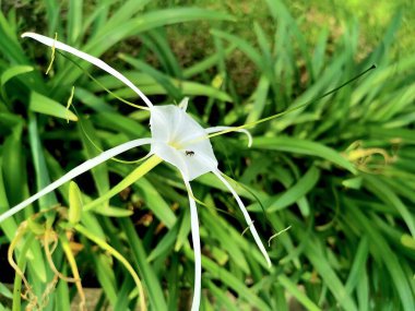 Crinum asiaticum, genellikle zehirli ampul, dev crinum zambağı, büyük krinyum zambağı ya da örümcek zambağı olarak da bilinir, birçok sıcak bölgeye süs olarak ekilen bir bitki türüdür. Büyük, gösterişli çiçeklerden oluşan bir umbel üreten uzun ömürlü bir ampuldür. 