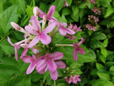 Ruspolia seticalyx, Botswana, Demokratik Kongo Cumhuriyeti, Madagaskar, Malawi, Mozambik, Tanzanya, Zambiya ve Zimbabwe 'den gelmektedir.