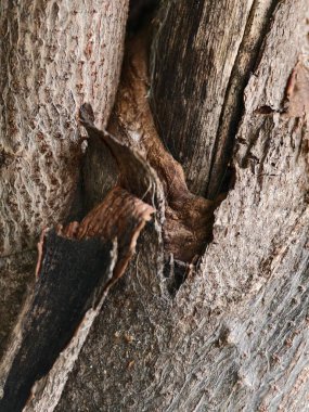 ahşap doku, arka plan