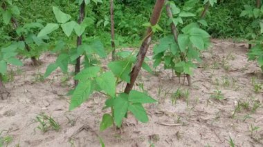 Doğadaki bitki fidanları