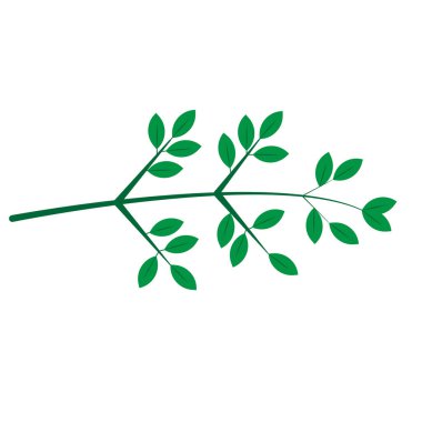 Yapraklar bitki doğası izole edilmiş ikon vektör illüstrasyon tasarımı