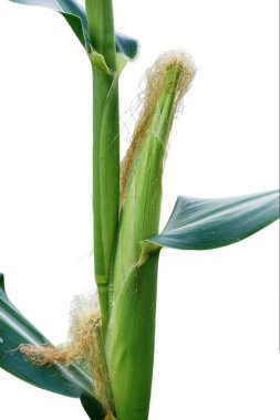 Koçanda mısır koçanı