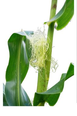 Bir demet taze yeşil çimene yakın dur.