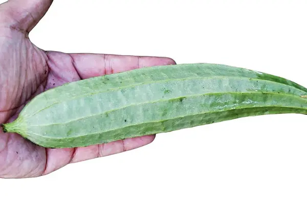Fresh Cucumber Hand — Stock Photo, Image