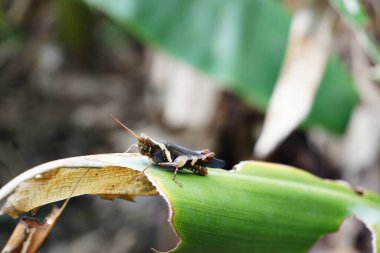 Küçük yeşil bir yaprak ve küçük bir böcek