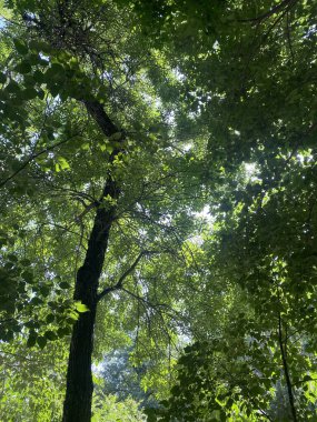 Bu fotoğraf doğanın özünü en iyi şekilde yansıtıyor. Parlak ve sıcak güneş yemyeşil bir ağacın üzerinde parlıyor, her bir yaprak ve dalı aydınlatacak, ruhani bir parıltıyla..