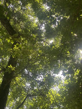 Bu fotoğraf doğanın özünü en iyi şekilde yansıtıyor. Parlak ve sıcak güneş yemyeşil bir ağacın üzerinde parlıyor, her bir yaprak ve dalı aydınlatacak, ruhani bir parıltıyla..
