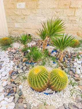 Kaktüs manzarası, Mısır çölü, kaktüs tarlası. Altın Fıçı Kaktüsü. Yüksek kalite fotoğraf