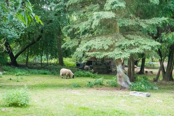野原に立っているかわいい羊は 自然の背景に何かを見ています チェコの高品質の写真 — ストック写真