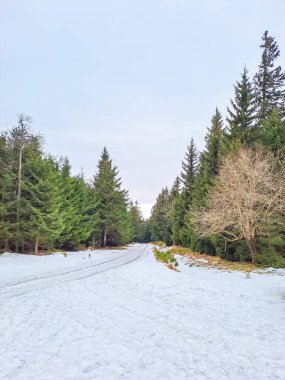 Kış kır manzarası. Ormanda beyaz bir sis. Polonya 'da çam ağaçları ve saf sabah ışığı Snezhynk Dağı' nda. Yüksek kalite fotoğraf