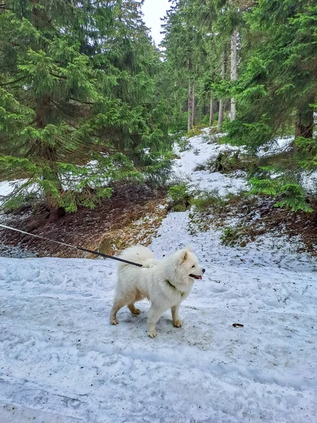 Mooie Samoyed Witte Hond Wandelingen Het Winterbos Polen Berg Snezhynka — Stockfoto