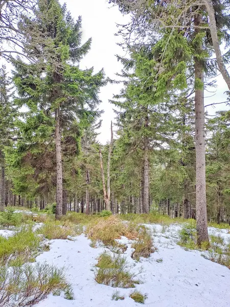 Zimní Krajina Bílá Mlha Lese Borovice Čisté Ranní Světlo Polsku — Stock fotografie