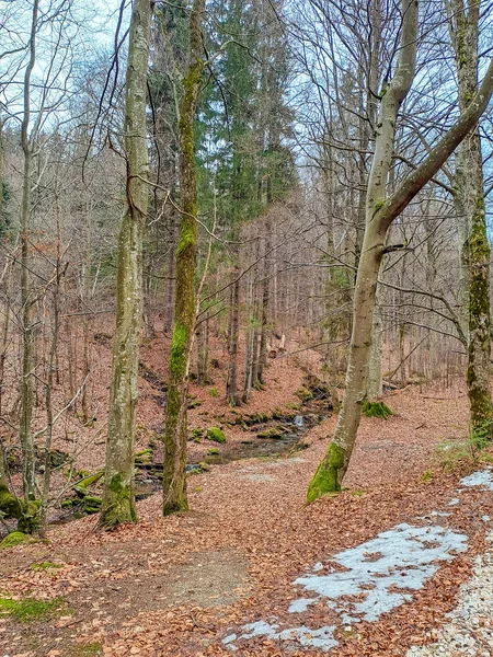 Χειμερινή Σημύδα Και Πευκοδάσος Στο Χιόνι Στο Δάσος Της Πολωνίας — Φωτογραφία Αρχείου