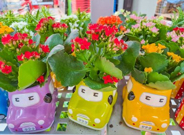 Kaktüslü, araba şeklinde bir saksı. Yüksek kalite fotoğraf