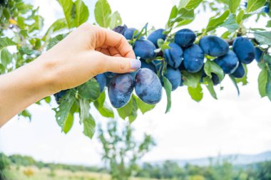 Kadınların elleri bahçede bulanık yeşil bir zeminde olgun erik toplar. Hasat tesisatı. Çiftçilik ve bahçe işleri. Çek malı. Zadni Treban. Yüksek kalite fotoğraf