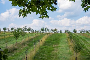Meyve bahçesindeki bir ağaç dalında mor erikler. Sonbahar günü olgun meyveler toplamak. Çiftlikte kendi meyve ve sebzelerini yetiştiriyorlar. Bahçıvanlık ve kendi kendine yeten yaşam tarzı. Yüksek kalite fotoğraf