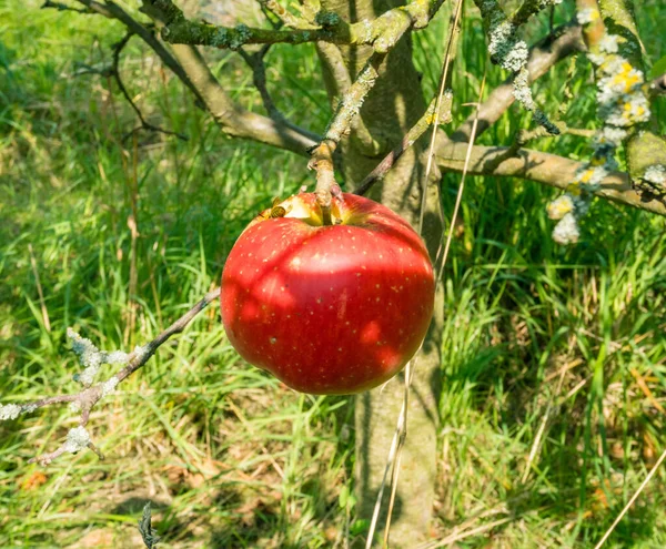 Uma Maçã Vermelha Com Buraco Redondo Pendurado Uma Macieira Vespas — Fotografia de Stock