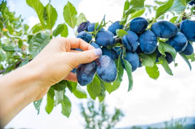 Kadınların elleri bahçede bulanık yeşil bir zeminde olgun erik toplar. Hasat tesisatı. Çiftçilik ve bahçe işleri. Çek malı. Zadni Treban. Yüksek kalite fotoğraf