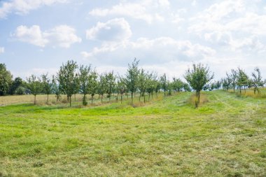 Meyve bahçesindeki bir ağaç dalında mor erikler. Sonbahar günü olgun meyveler toplamak. Çiftlikte kendi meyve ve sebzelerini yetiştiriyorlar. Bahçıvanlık ve kendi kendine yeten yaşam tarzı. Yüksek kalite fotoğraf