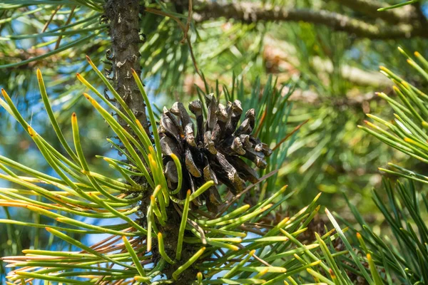 Ormandaki ağaçtaki iğneli çam kozalakları. Noel ağacı. Çek malı. Yüksek kalite fotoğraf
