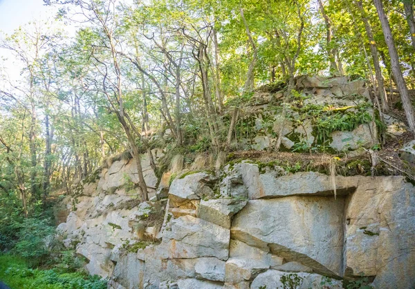 ゼビコフ城の近くの岩の上に成長する美しい木 チェコ人 高品質の写真 — ストック写真