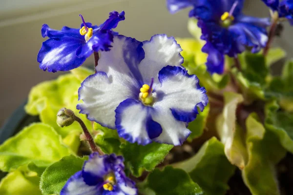 Blühende Tiefweiße Und Blau Gefärbte Afrikanische Violette Blume Saintpaulia Auf lizenzfreie Stockbilder