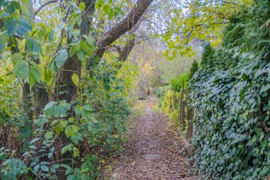 Parlak sonbahar ormanında ayak izleri. Güneşteki renkli orman yolu. Parkta dolambaçlı bir yol. Hlasna Treban, Çek. Yüksek kalite fotoğraf
