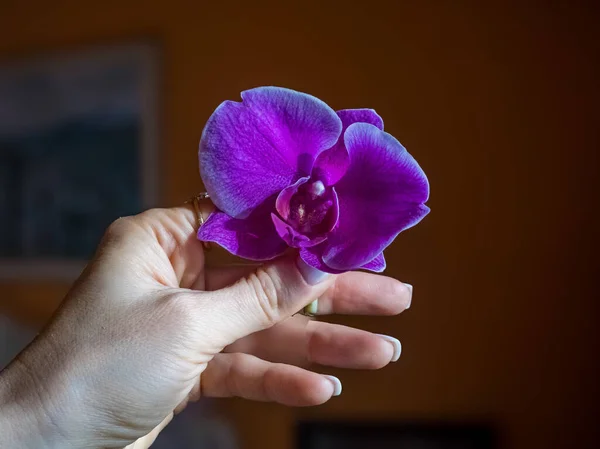 Gentle and soft womans hands holding and nurturing small purple orchid flower. Simple composition on dark background. High quality photo