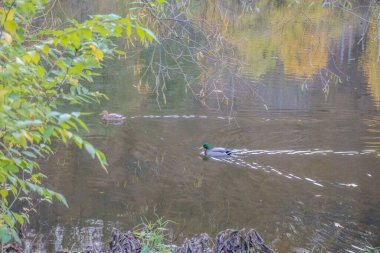 Güzel manzaralar, Berunka Nehri boyunca sonbahar mevsiminde yüzen vahşi ördekler, orman ve dağlar, Hlasna Treban. Çek Cumhuriyeti 'nden. Yüksek kalite fotoğraf