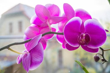Güve orkidesi Phalaenopsis amabilis. Çiçek açmış güzel mor orkide çiçekleri. Yüksek kalite fotoğraf