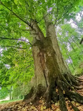 Yaşlı ağaç. Central Spa Parkı 'nda sonbahar - Batı Bohemya spa merkezi Marianske Lazne Marienbad - Çek Cumhuriyeti. Yüksek kalite fotoğraf