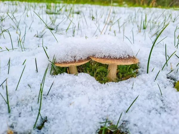 Flammulina velutipes. Kar altında genç turuncu mantar kümesi. Çek malı. Yüksek kalite fotoğraf