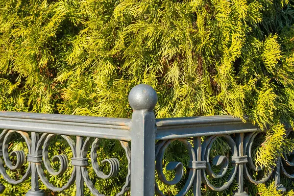 İşlenmiş demir bir çit, kalın bir zümrüt yeşili thuja, arborvitae yeşil çit, mahremiyet çiti ve arkasında modern bir ev bulunan petunya çiçekleri olan dar bir çiçek bahçesi. - Evet. Yüksek kalite fotoğraf